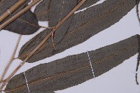 華鳳丫蕨藏品圖，第5張