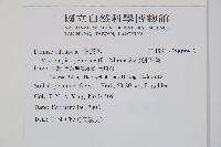 熱帶鱗蓋蕨藏品圖，第2張