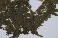 熱帶鱗蓋蕨藏品圖，第3張