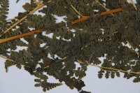 熱帶鱗蓋蕨藏品圖，第4張