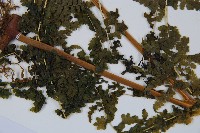 熱帶鱗蓋蕨藏品圖，第5張