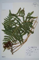 密毛小毛蕨藏品圖，第1張