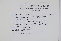 密毛小毛蕨藏品圖，第2張