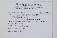 熱帶鱗蓋蕨藏品圖，第2張