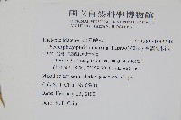 光囊紫柄蕨藏品圖，第2張