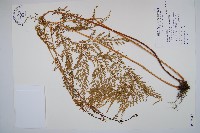 烏蕨藏品圖，第1張