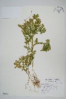 生根卷柏藏品圖，第1張