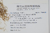 生根卷柏藏品圖，第2張