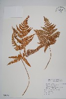 南海鱗毛蕨藏品圖，第1張