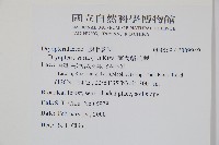 南海鱗毛蕨藏品圖，第2張