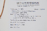 生芽狗脊蕨、頂芽狗脊蕨藏品圖，第2張