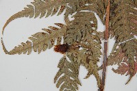 生芽狗脊蕨、頂芽狗脊蕨藏品圖，第3張