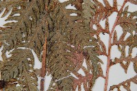 生芽狗脊蕨、頂芽狗脊蕨藏品圖，第4張