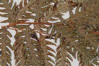 生芽狗脊蕨、頂芽狗脊蕨藏品圖，第5張