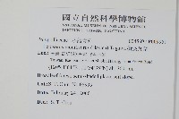 擬芨瓦葦藏品圖，第2張