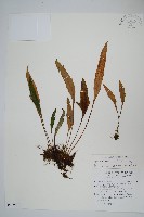 中國石葦藏品圖，第1張