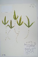 三葉茀蕨藏品圖，第1張