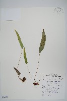 三葉茀蕨藏品圖，第1張