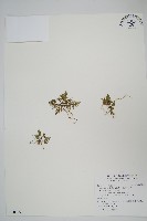 臺灣粉背蕨藏品圖，第1張