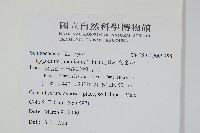 海金沙藏品圖，第2張