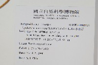 小毛蕨藏品圖，第2張