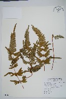 天草鳳尾蕨藏品圖，第1張