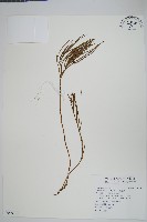 松葉蕨藏品圖，第1張