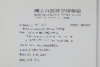松葉蕨藏品圖，第2張