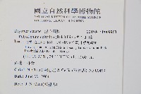 對生耳蕨藏品圖，第2張