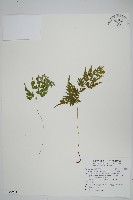 高山金粉蕨藏品圖，第1張