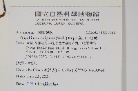 高山金粉蕨藏品圖，第2張