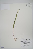 擬烏蘇里瓦葦藏品圖，第1張