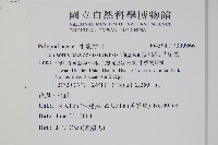 擬烏蘇里瓦葦藏品圖，第2張