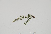 小葉鐵角蕨藏品圖，第3張