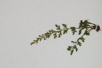 小葉鐵角蕨藏品圖，第4張