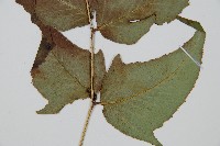 細齒貫眾蕨藏品圖，第3張