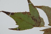 細齒貫眾蕨藏品圖，第5張