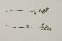 臺灣高山鐵線蕨藏品圖，第3張