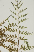 大黑柄鐵角蕨、黃鱗鐵角蕨、大羽鐵角蕨藏品圖，第3張