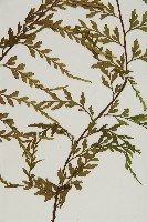 大黑柄鐵角蕨、黃鱗鐵角蕨、大羽鐵角蕨藏品圖，第4張