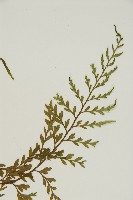 大黑柄鐵角蕨、黃鱗鐵角蕨、大羽鐵角蕨藏品圖，第5張