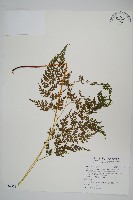 高山金粉蕨藏品圖，第1張