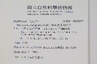 高山金粉蕨藏品圖，第2張