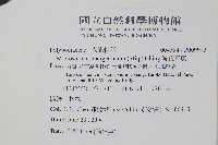 波氏星蕨藏品圖，第2張