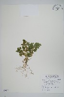 生根卷柏藏品圖，第1張