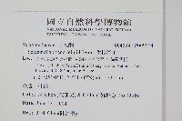 生根卷柏藏品圖，第2張