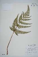 南海鱗毛蕨藏品圖，第1張