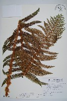 兒玉氏耳蕨藏品圖，第1張