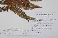 兒玉氏耳蕨藏品圖，第2張