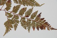 海州骨碎補藏品圖，第3張